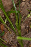 Wildenow's sedge